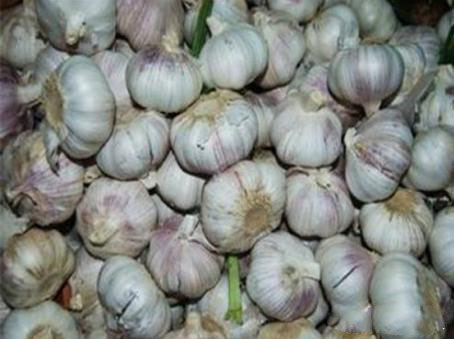 農(nóng)業(yè)科普：你所不知道的大蒜的秘密，帶你走進大蒜的世界