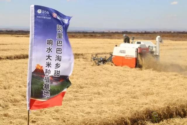 未來農(nóng)業(yè)價(jià)值可期！阿里、京東、華為，碧桂園紛紛發(fā)力數(shù)字農(nóng)業(yè)