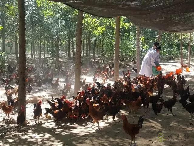 京東的這些“網(wǎng)紅”農業(yè)項目，你都知道嗎？
