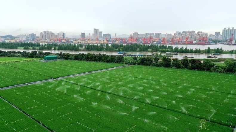 廣東黃埔長洲島啟動(dòng)建設(shè)現(xiàn)代農(nóng)業(yè)科技“黃埔軍校”