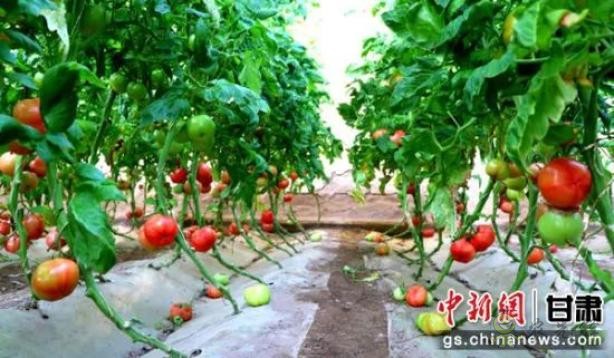 蘇武現(xiàn)代農(nóng)業(yè)產(chǎn)業(yè)園內(nèi)"農(nóng)旅融合"，農(nóng)民"賣"風(fēng)景增收添新徑