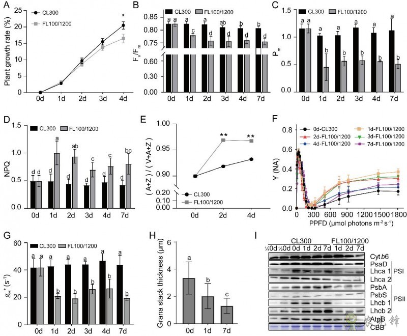 科學家發(fā)現(xiàn)水稻適應長期波動光的光合生理調(diào)控機制