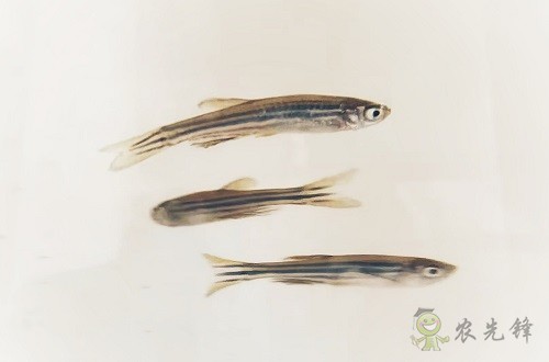 腸道土著菌讓魚兒吃糖長(zhǎng)肉？