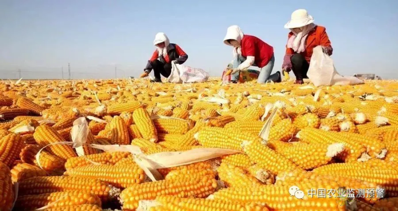 兩部門:繼續(xù)實施玉米和大豆生產者補貼等政策