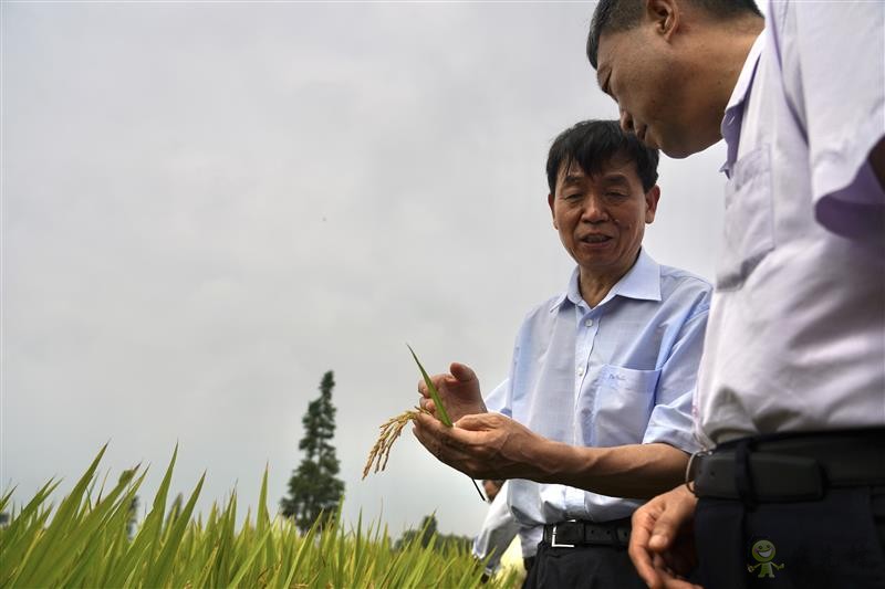 雙季早粳稻實現“零的突破” 可提前三個月吃上優(yōu)質新米