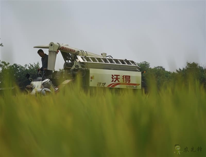 雙季早粳稻實現“零的突破” 可提前三個月吃上優(yōu)質新米