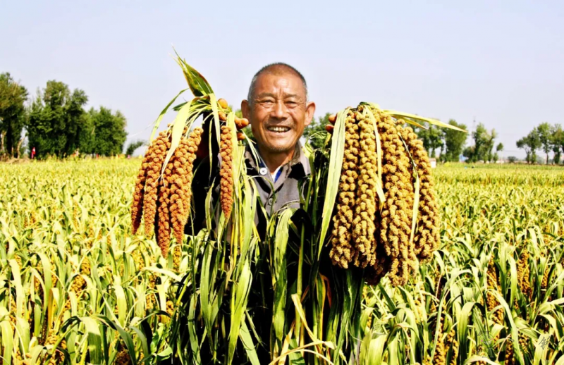 【結(jié)構(gòu)調(diào)整】張雜谷：發(fā)揮旱作優(yōu)勢 打造富民產(chǎn)業(yè)