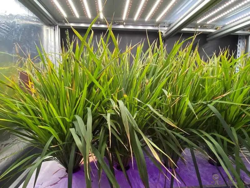 植物工廠60天收獲:我國實現(xiàn)水稻生育周期減半重要突破