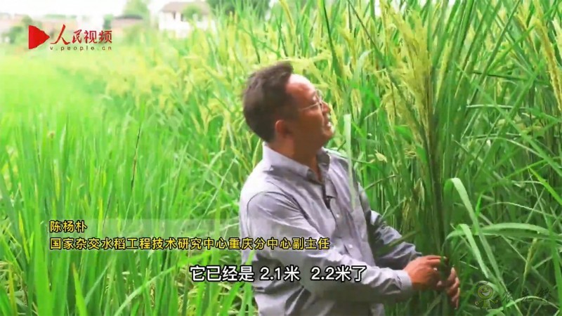 袁隆平的禾下乘涼夢，是這樣一個夢