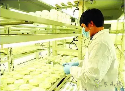 中外生物育種存在三大差距，專家建議打造“種業(yè)航母”