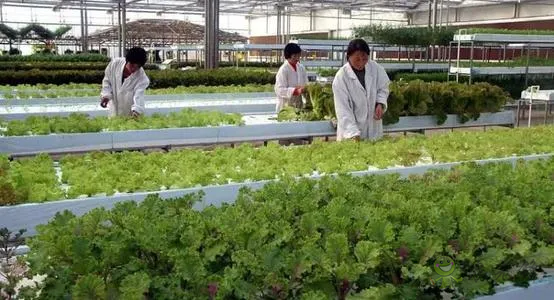 中外生物育種存在三大差距，專家建議打造“種業(yè)航母”
