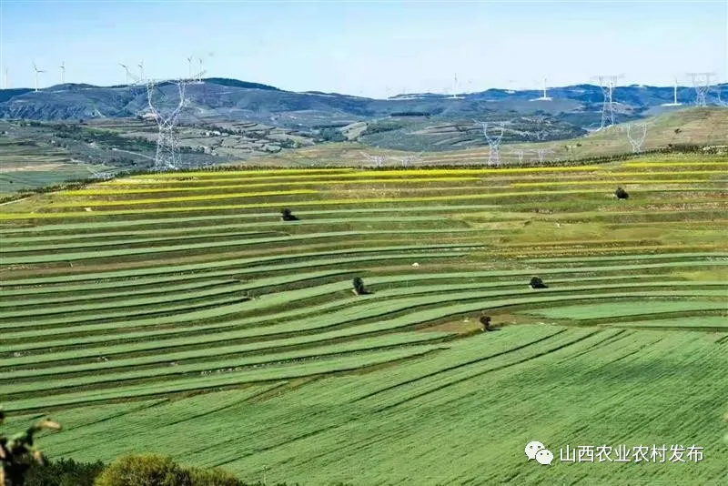 山西:“五好”畜牧領(lǐng)跑農(nóng)業(yè)高質(zhì)量發(fā)展