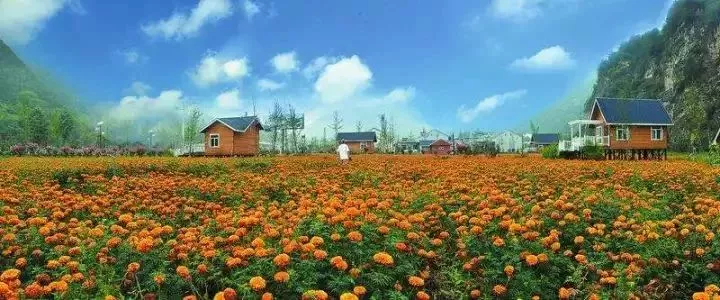 當代中國農(nóng)業(yè)轉(zhuǎn)型技術(shù)選擇之爭:化學(xué)化？轉(zhuǎn)基因？