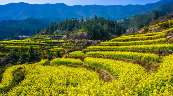 8大農(nóng)業(yè)產(chǎn)業(yè)崛起，未來或?qū)⒊蔀橥顿Y重點(diǎn)
