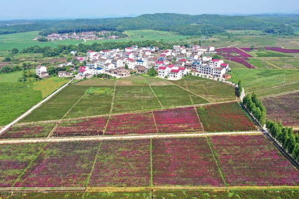 中國未來農(nóng)業(yè)發(fā)展前景分析:五大趨勢蘊(yùn)含無限潛力