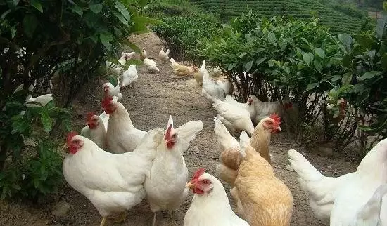 做農(nóng)業(yè)，這幾種高效生態(tài)農(nóng)業(yè)模式你必須知道