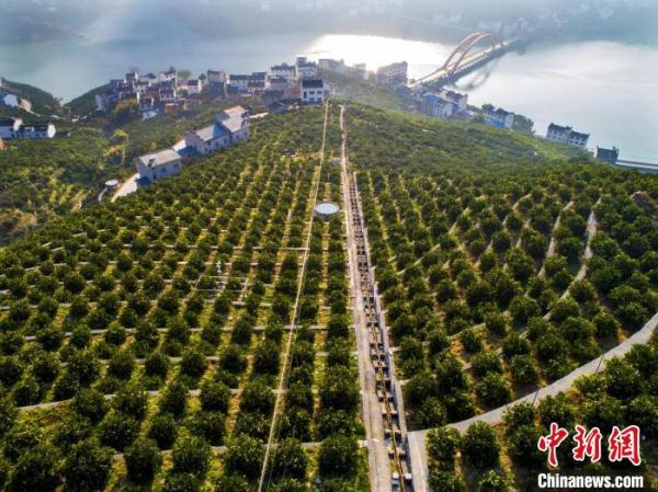 三峽庫區(qū)湖北秭歸：智慧農業(yè)釋放“紅利”