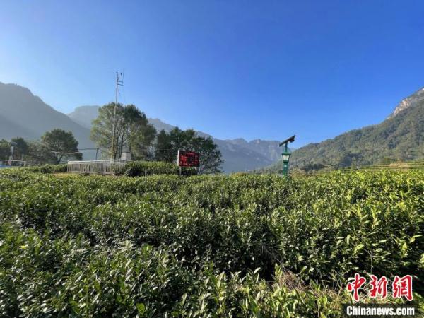三峽庫區(qū)湖北秭歸：智慧農業(yè)釋放“紅利”