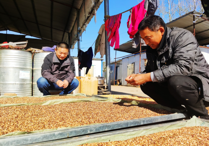 國家加大農(nóng)業(yè)獎補(bǔ)力度，對農(nóng)民種糧是個好消息，2022年該如何調(diào)整