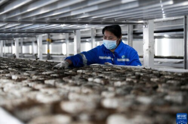 河北灤平：打造智慧農(nóng)業(yè)園區(qū) 促進食用菌產(chǎn)業(yè)快速發(fā)展