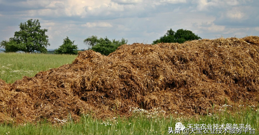 羊糞、豬糞、雞糞養(yǎng)分高如何用？國家發(fā)布十大關(guān)鍵技術(shù)