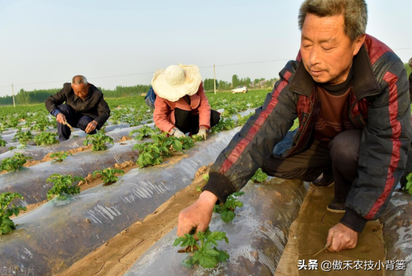 農(nóng)作物起壟種植有哪些好處？起壟時如何確定最佳壟高？