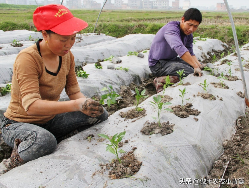農(nóng)作物起壟種植有哪些好處？起壟時如何確定最佳壟高？