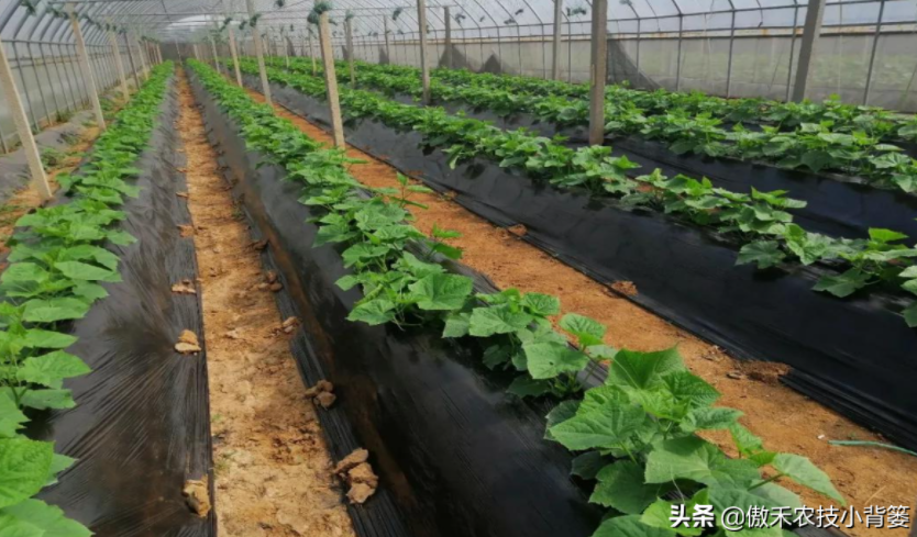 農(nóng)作物起壟種植有哪些好處？起壟時如何確定最佳壟高？