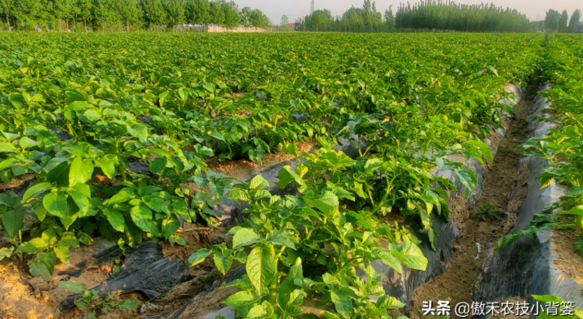 農(nóng)作物起壟種植有哪些好處？起壟時如何確定最佳壟高？