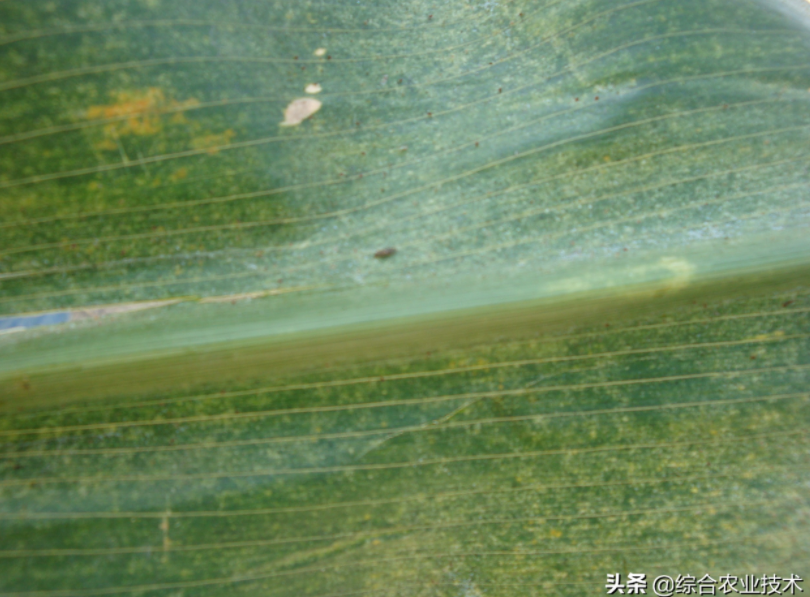  玉米地病蟲害越來越重，冬季閑了有辦法預防病蟲害嗎？