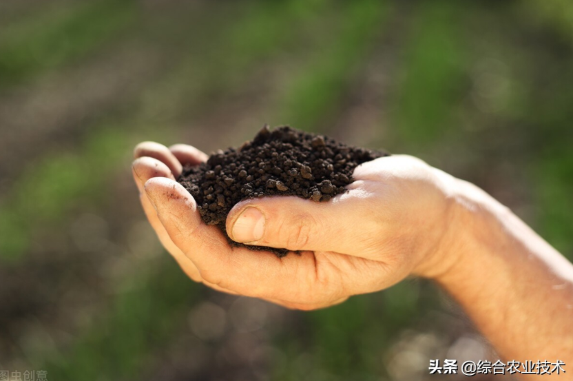 玉米地病蟲害越來越重，冬季閑了有辦法預防病蟲害嗎？