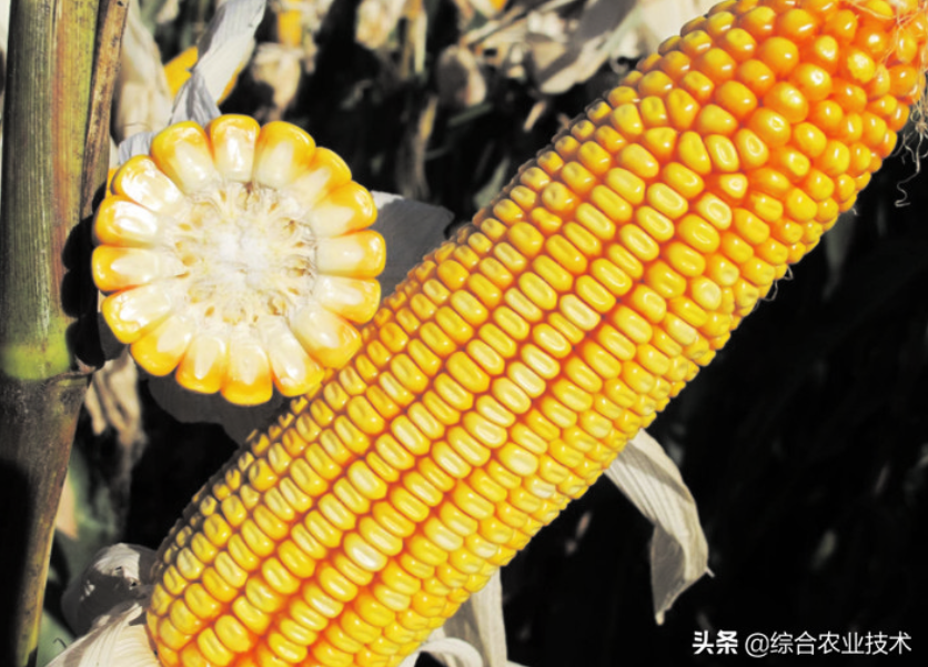 紅軸品種高產(chǎn)呢還是白品種高產(chǎn)？