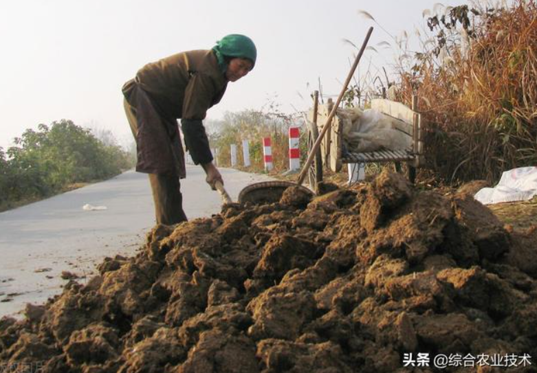 曬干的豬糞牛糞雞糞可以代替化肥嗎？