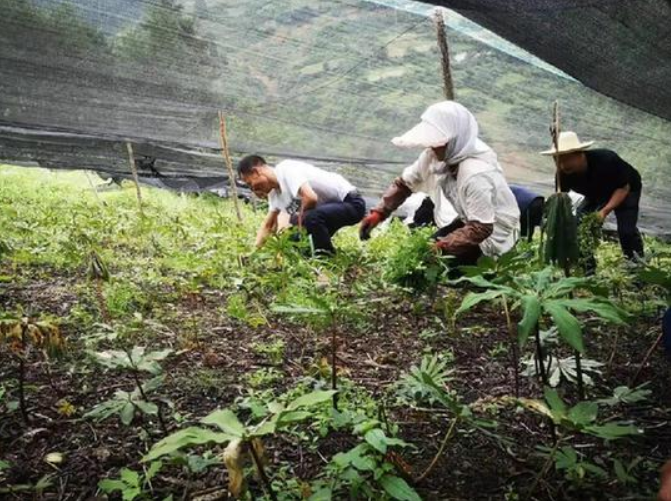 甘肅移動：“5G技術(shù)”進(jìn)藥田，智慧農(nóng)業(yè)“顯身手”