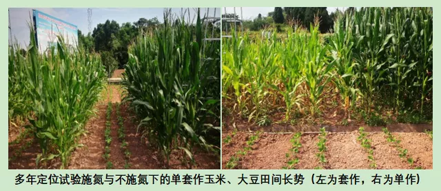 玉米大豆長期發(fā)展趨勢！大豆自產(chǎn)量可增三倍，利潤翻倍！