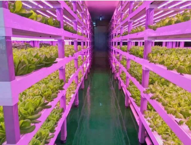 透視中日荷三國“植物工廠”案例，植物工廠的下一站又是什么