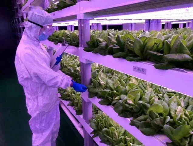 透視中日荷三國“植物工廠”案例，植物工廠的下一站又是什么