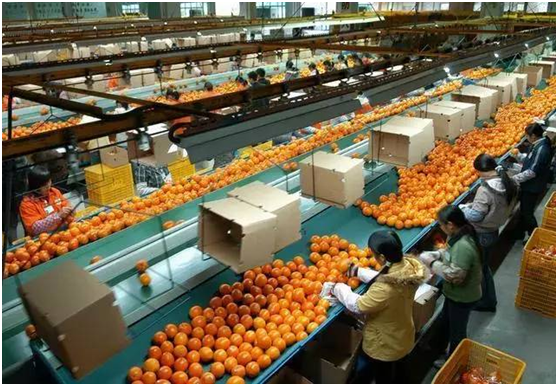 標準化，農(nóng)業(yè)品牌化的致勝之路