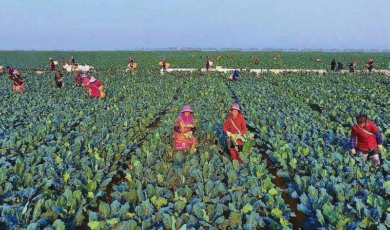 提檔升級！“十四五”期間我省將建50個省級現代農業(yè)產業(yè)高質量發(fā)展示范園