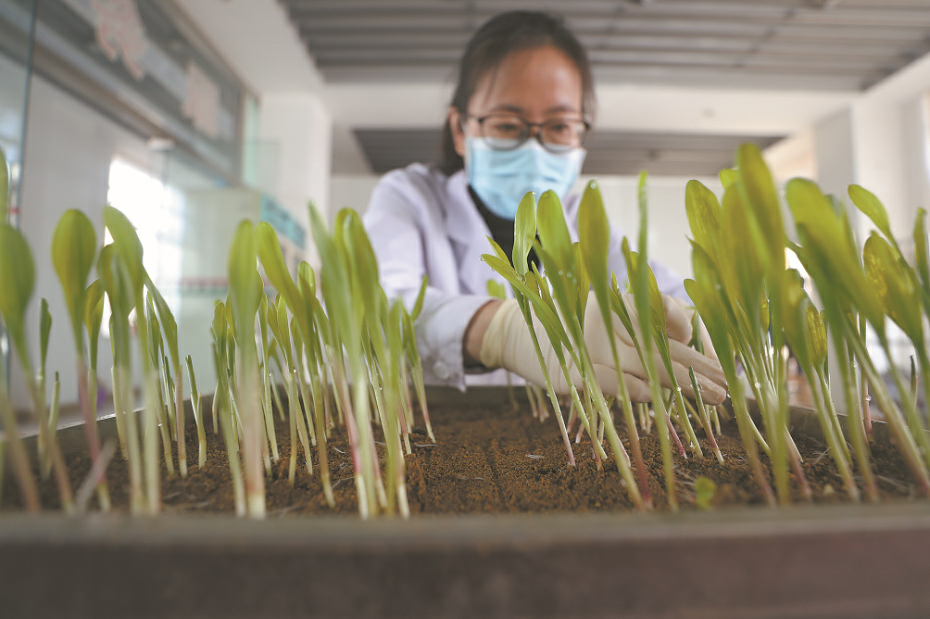 深度透視！農(nóng)業(yè)“芯片”：中國種子戰(zhàn)略