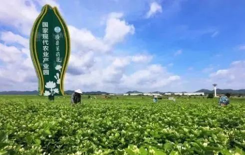 【縣域農(nóng)業(yè)】縣域是未來(lái)農(nóng)業(yè)品牌建設(shè)的主戰(zhàn)場(chǎng)！