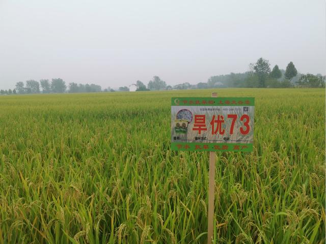 讓中國的水養(yǎng)得起中國的稻 世界首創(chuàng)的上海稻種可減排90%，掀起水稻“藍(lán)色革命”