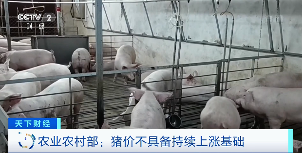 豬肉價(jià)格，為何漲了？接下來(lái)怎么走？農(nóng)業(yè)農(nóng)村部最新回應(yīng)