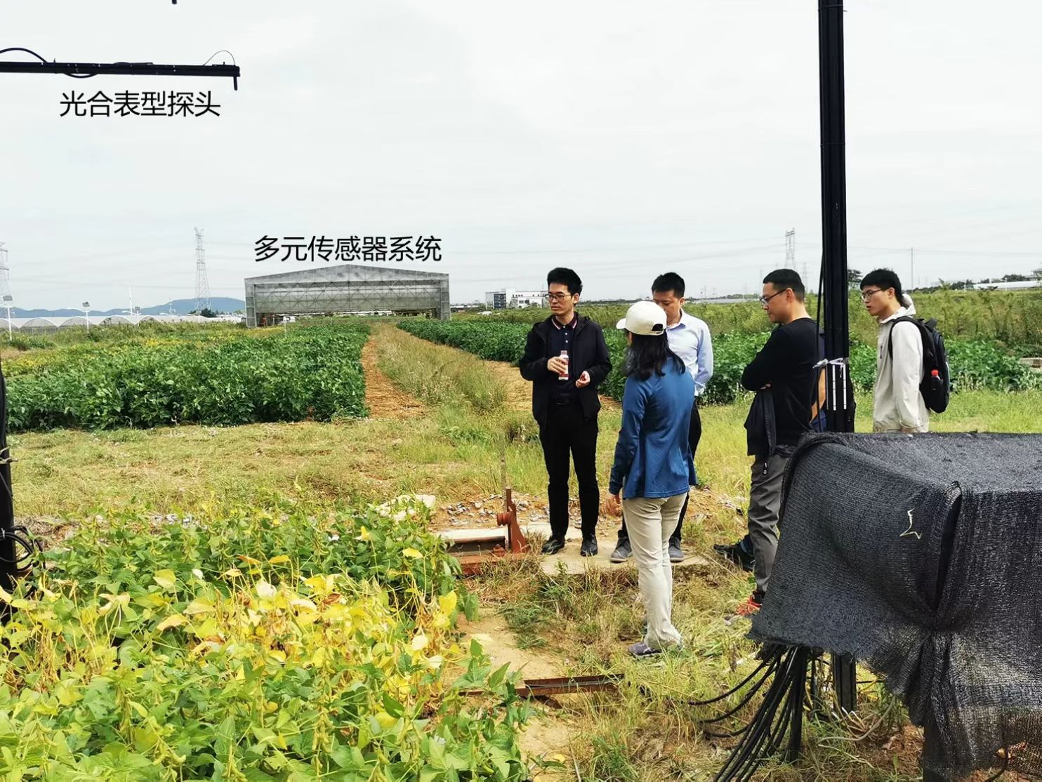 “元宇宙”里也可育種 南京農業(yè)大學數(shù)字技術賦能農業(yè)科研