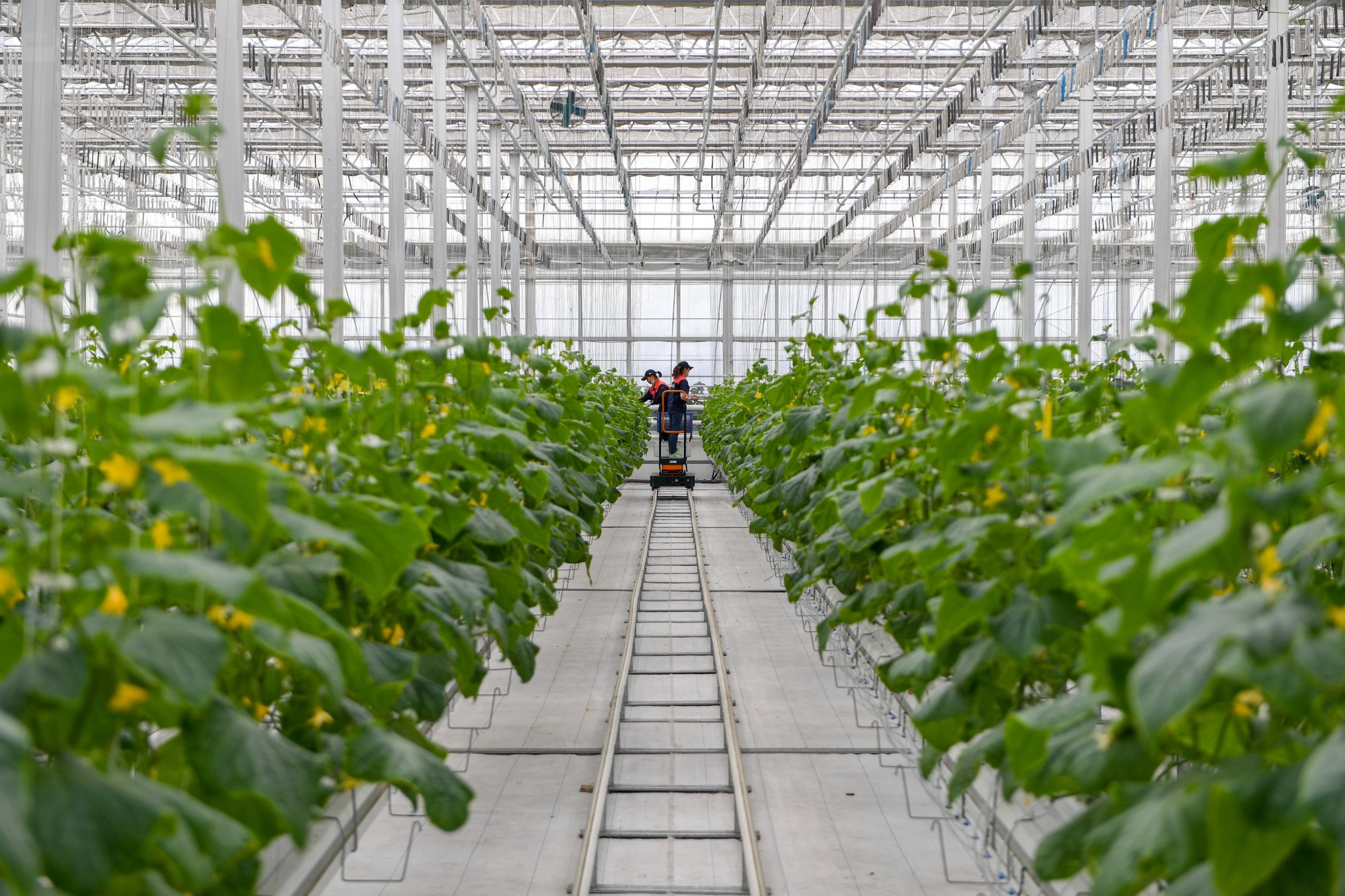 植物工廠拓展農(nóng)業(yè)生產(chǎn)邊界（微觀）