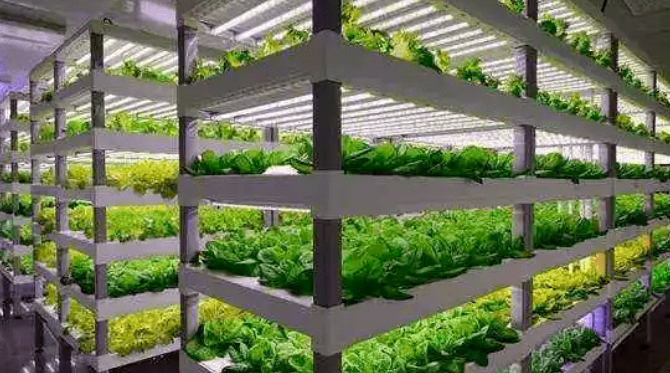 “植物工廠” 是什么，怎么建？