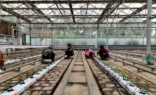 中國工程院院士、中國農業(yè)大學教授張福鎖：科技小院為什么行？