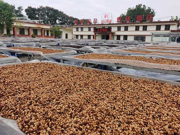 海墾母山咖啡廠對咖啡豆進(jìn)行日曬處理