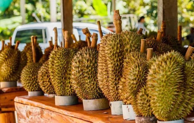 泰國榴梿對華出口不斷擴(kuò)大