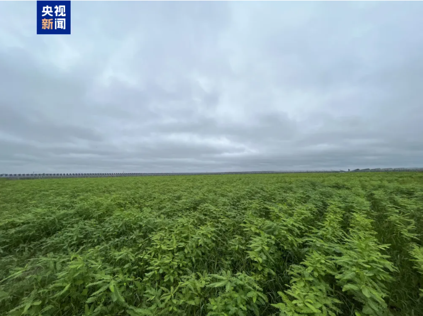 畝產(chǎn)飼草超2噸！我國(guó)生物改良鹽堿地技術(shù)新進(jìn)展